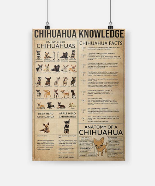 Chihuahua knowledge poster 7