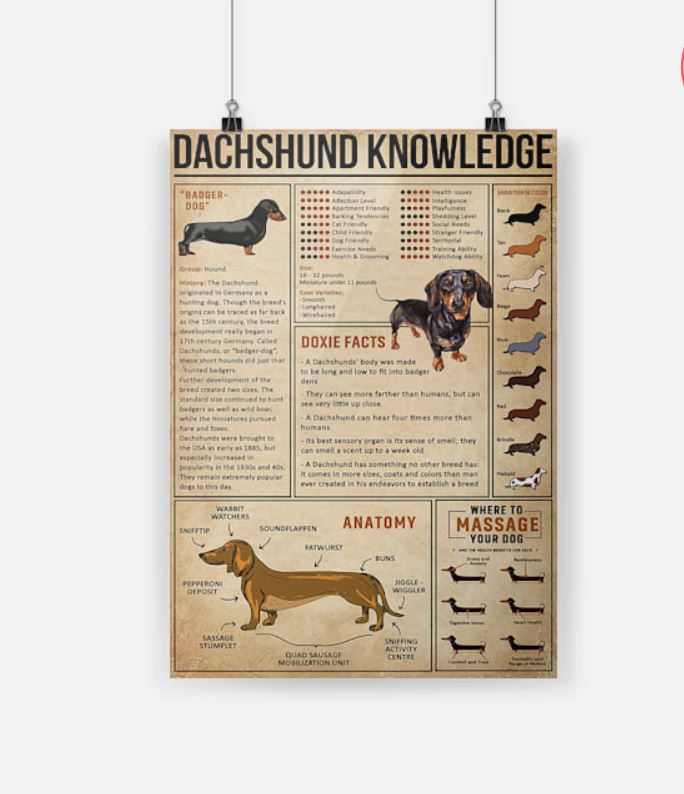 Dachshund knowledge poster 4