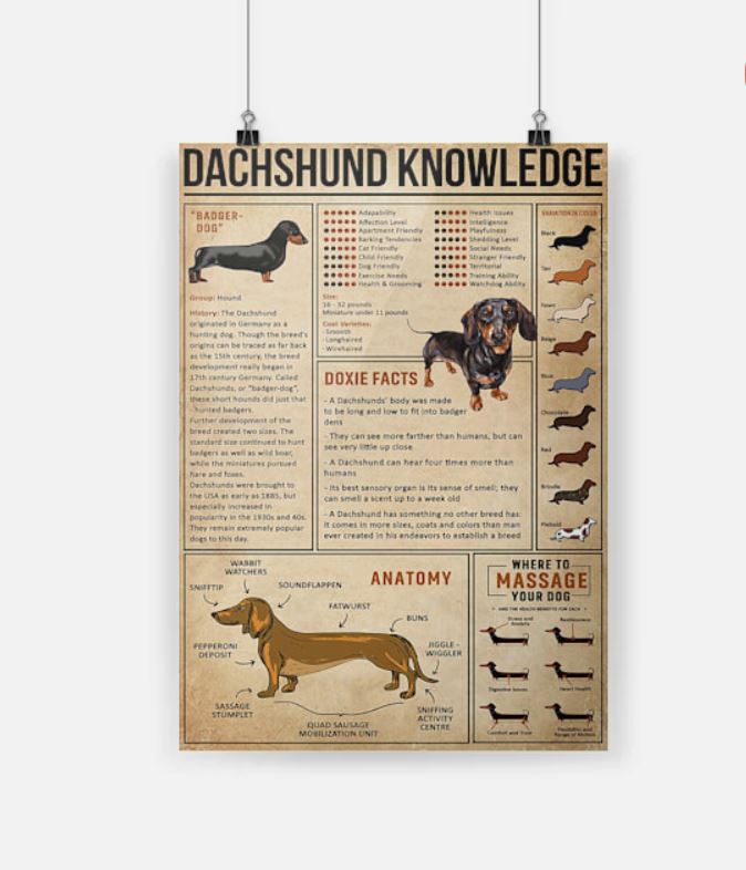 Dachshund knowledge poster 3