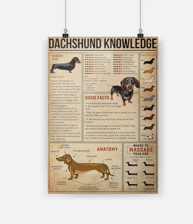 Dachshund knowledge poster 2