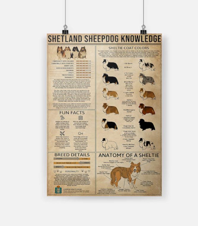 Shetland sheepdogs knowledge poster 8