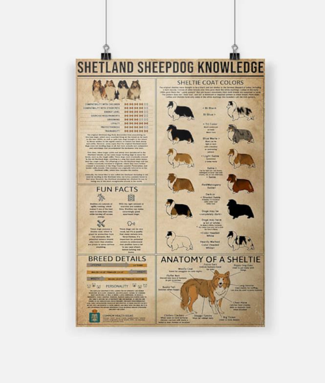 Shetland sheepdogs knowledge poster 7