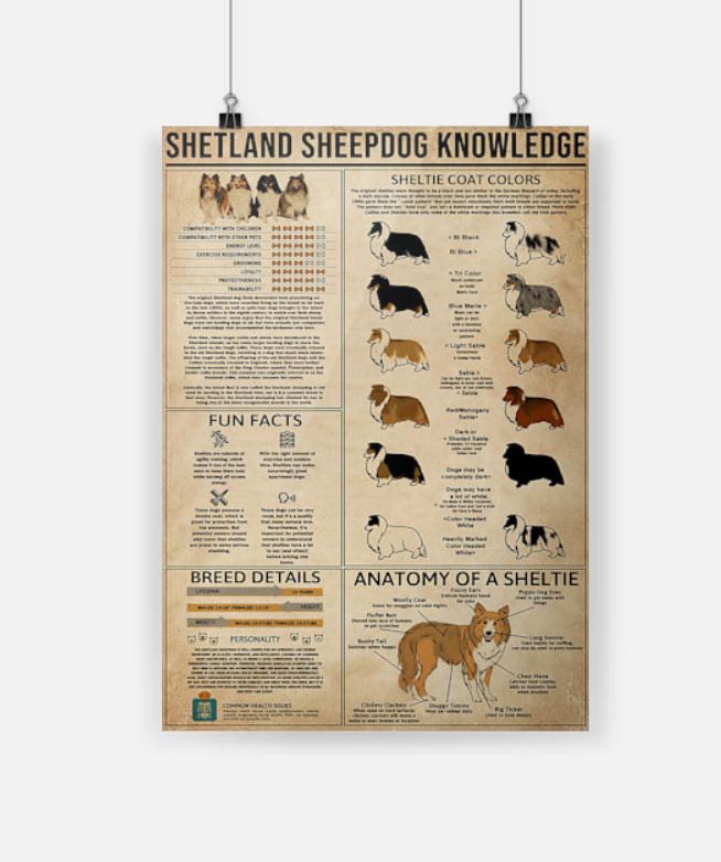 Shetland sheepdogs knowledge poster 1