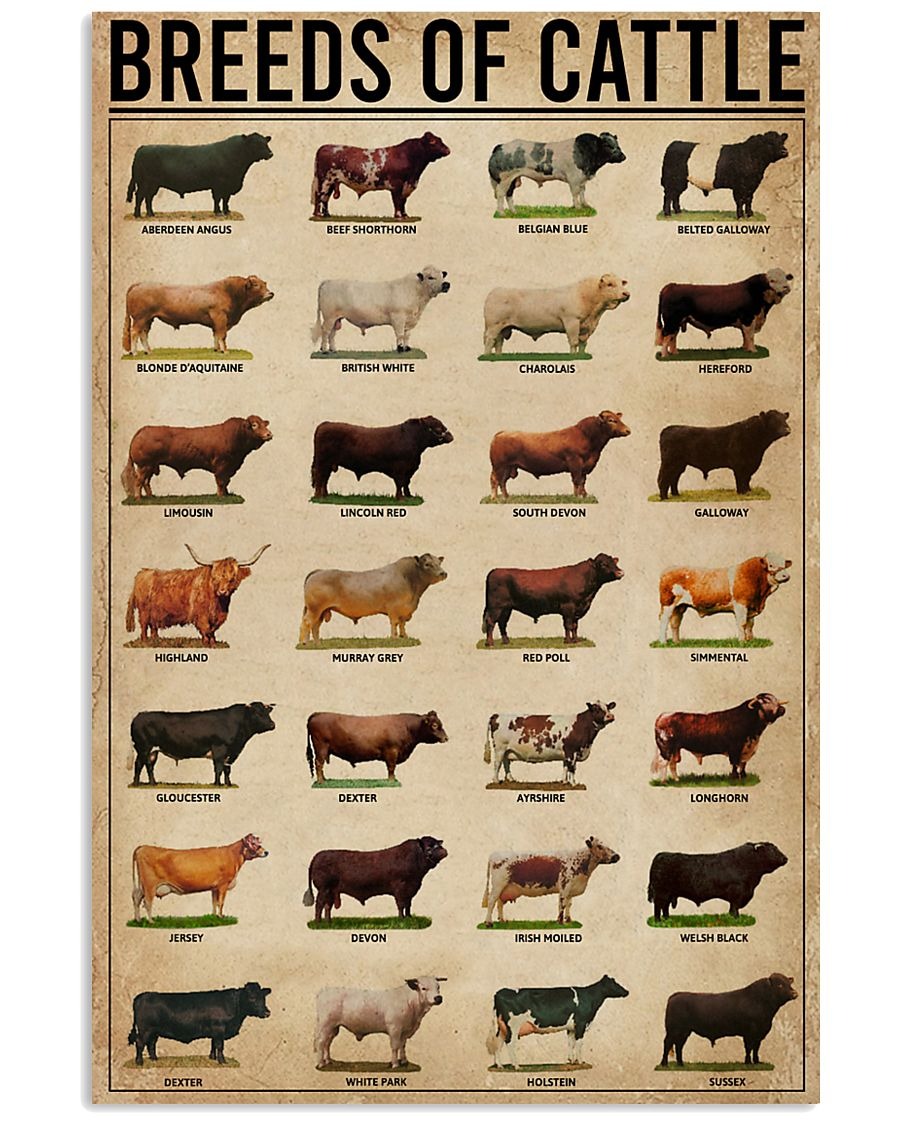 Breeds of cattle poster 1