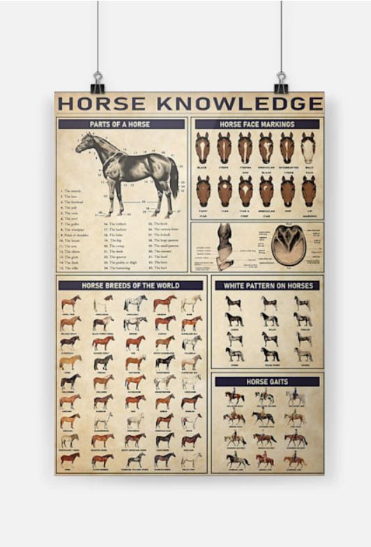 Horse knowledge poster 6