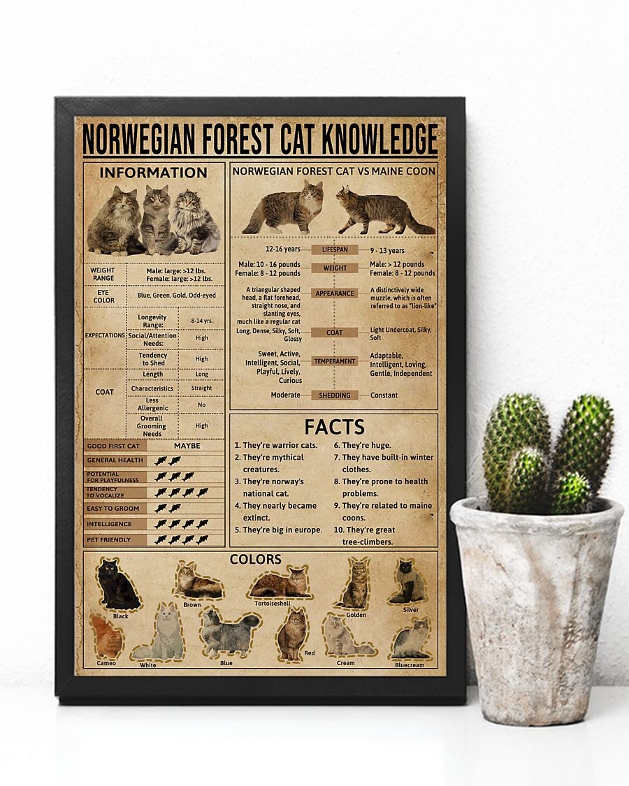 Norwegian Forest Cat knowledge poster 3
