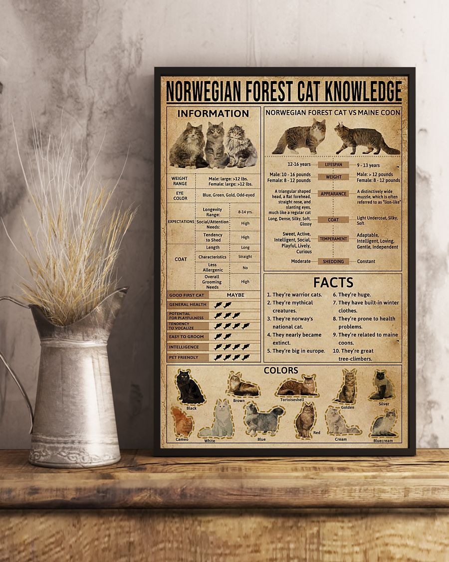 Norwegian Forest Cat knowledge poster 2
