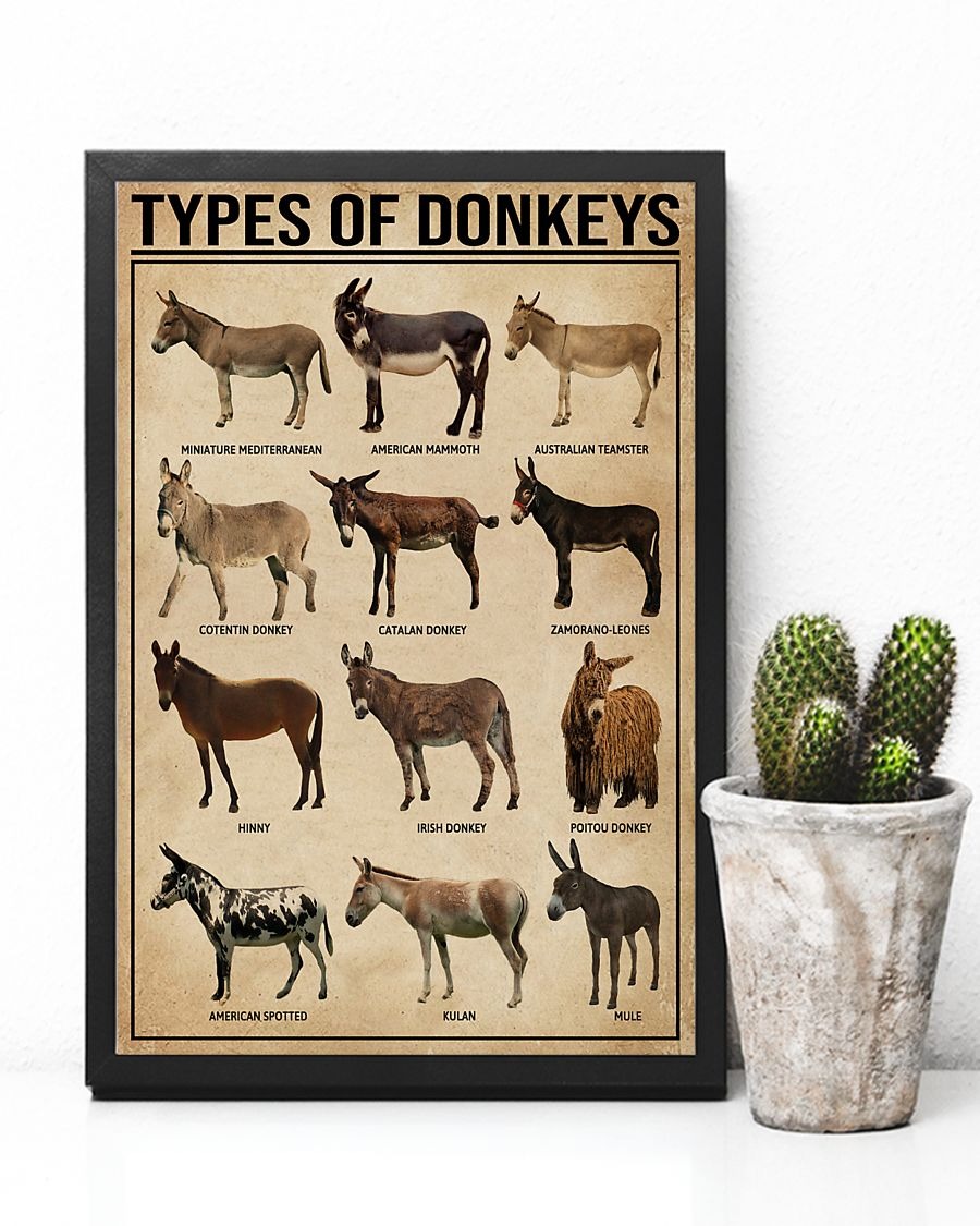 Types of donkeys poster 3