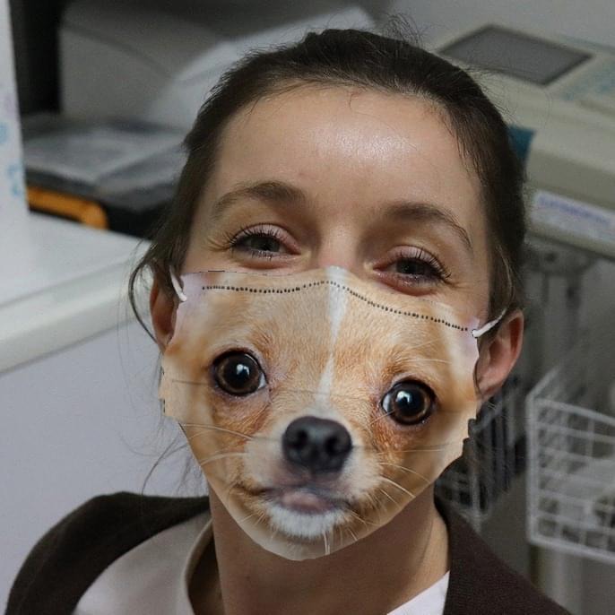 Chihuahua cloth fabric face mask 1